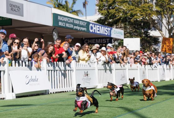Dogs Day Out— Cove Magazine in Sanctuary Cove, QLD