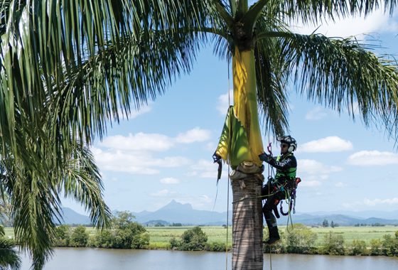 Expert Arborists — Cove Magazine in Sanctuary Cove, QLD