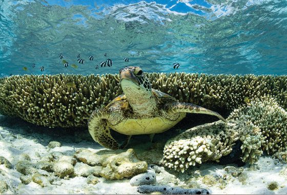 Reef and Retreat — Cove Magazine in Sanctuary Cove, QLD